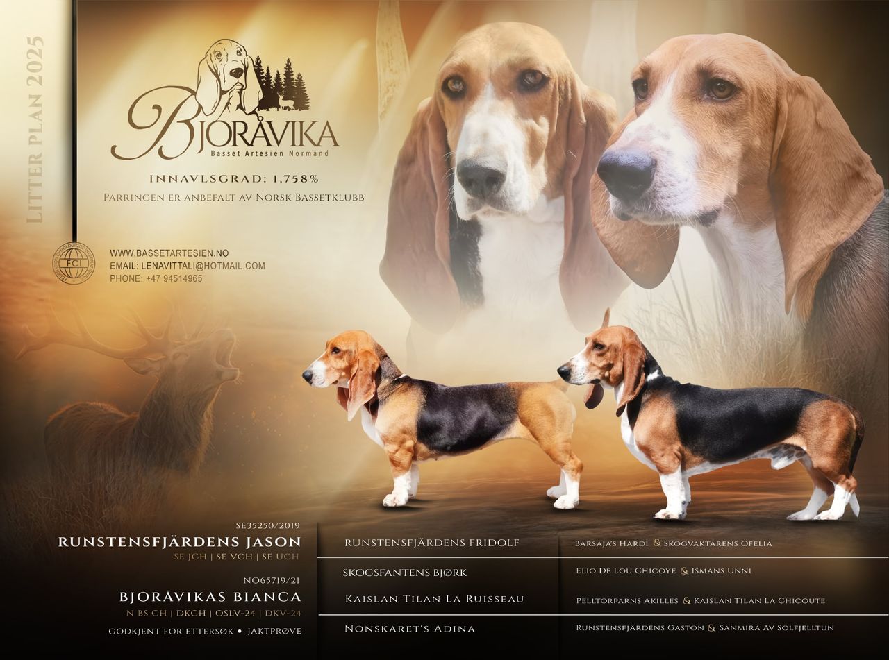 Basset artesien normand