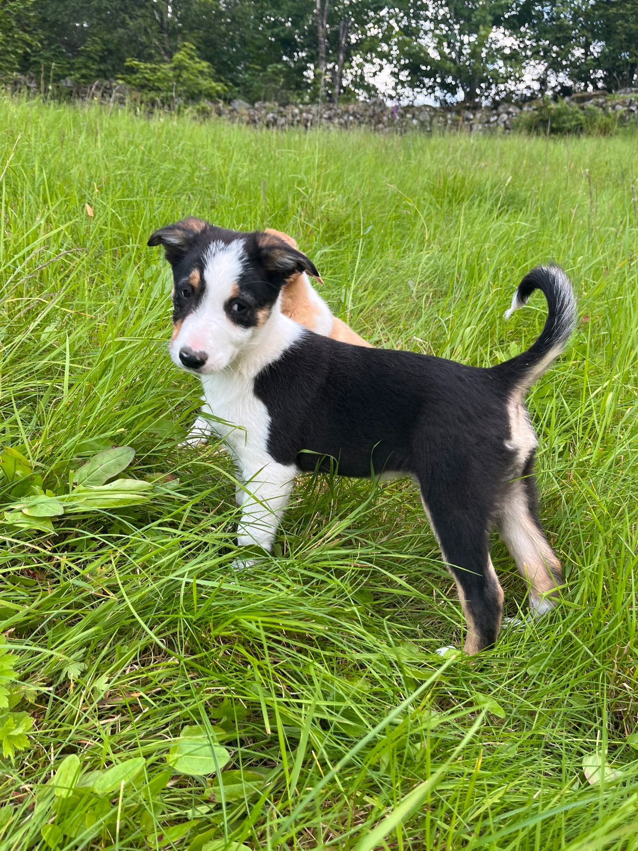 Border collie