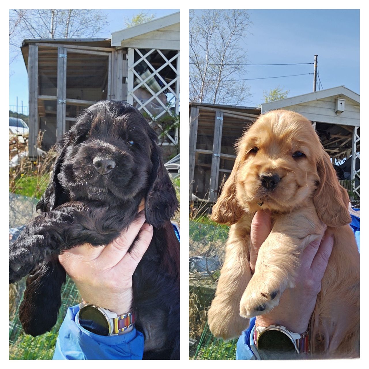 Cocker spaniel
