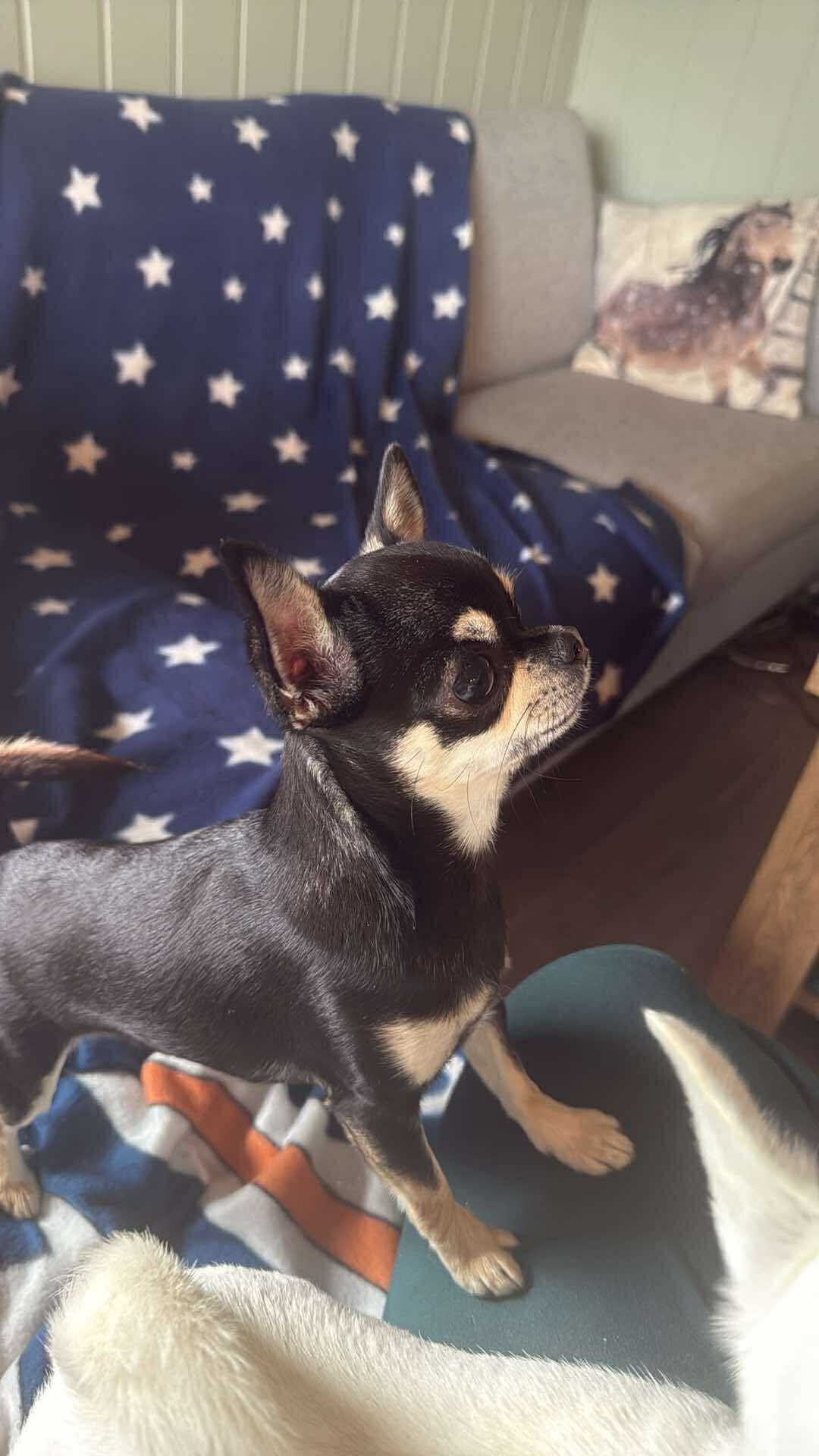 Chihuahua korthåret