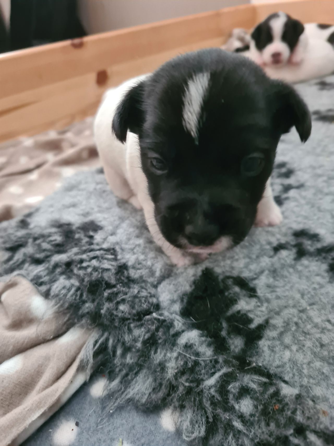 Jack russell terrier