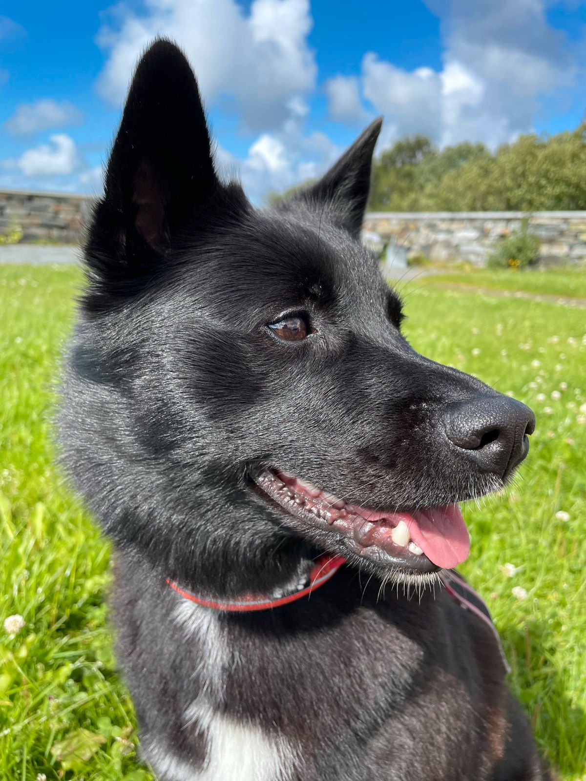 Norsk buhund