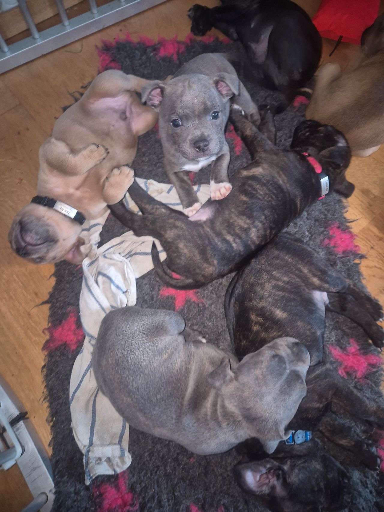 Staffordshire bull terrier