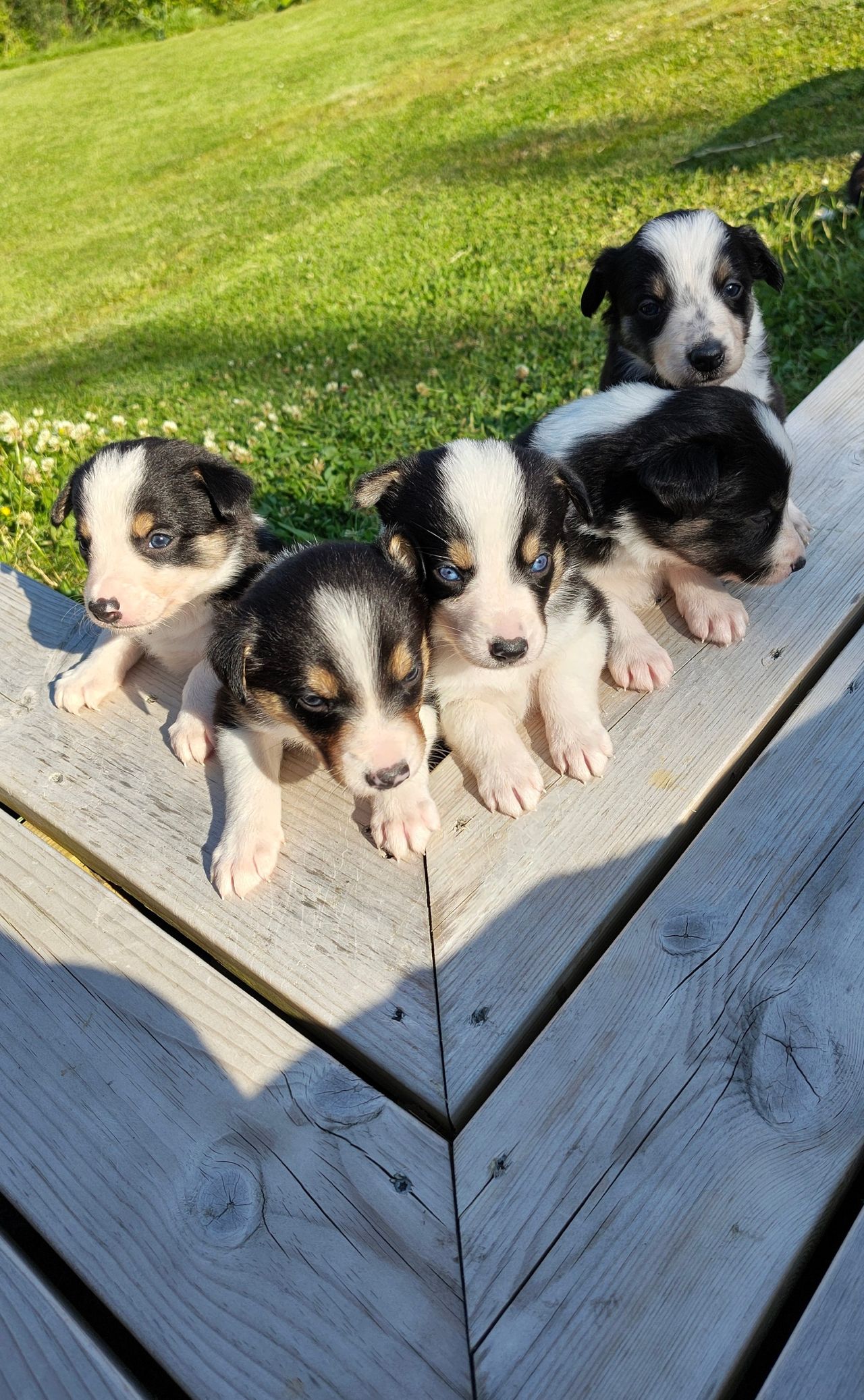 Border collie