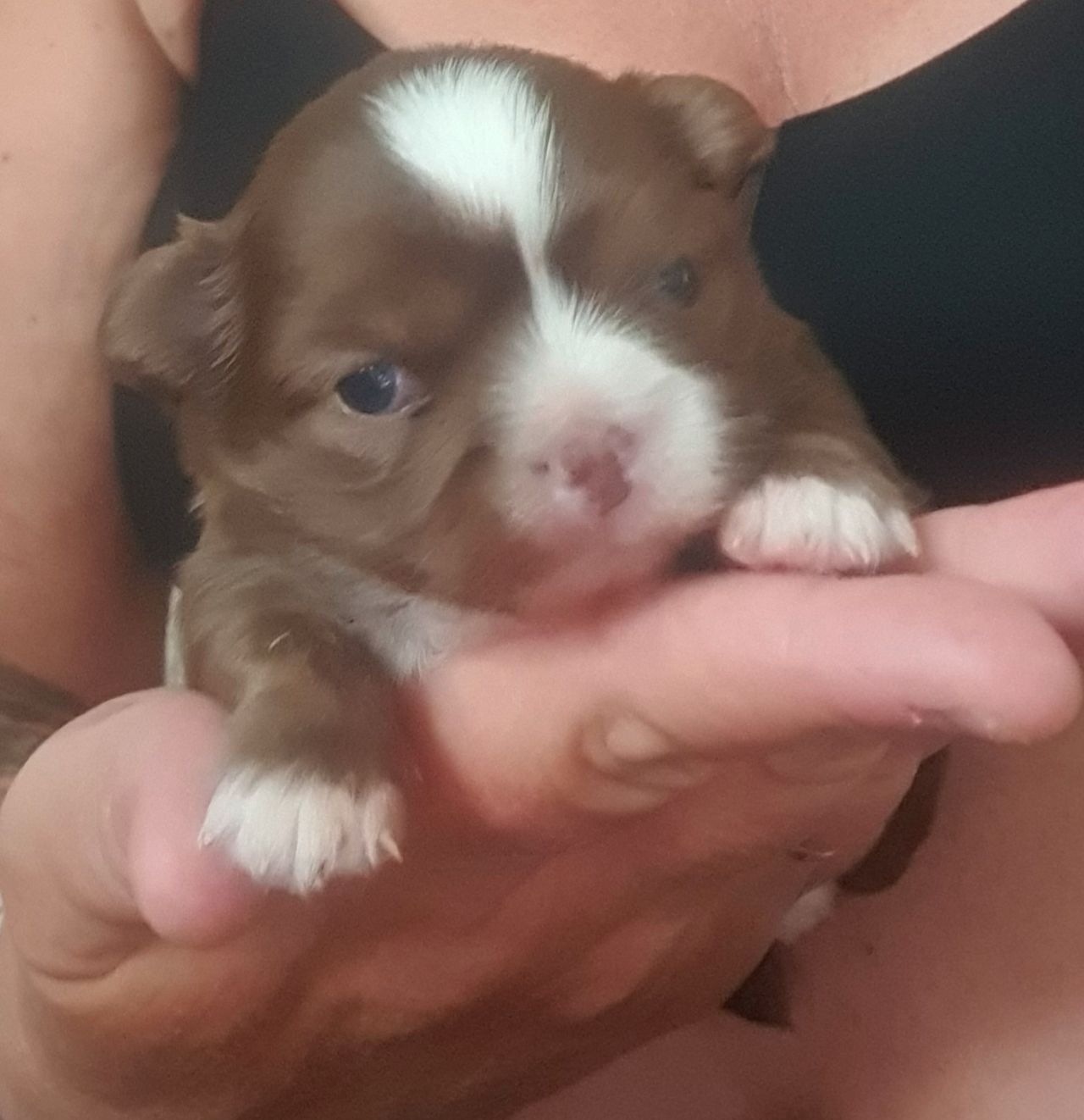Chihuahua langhåret