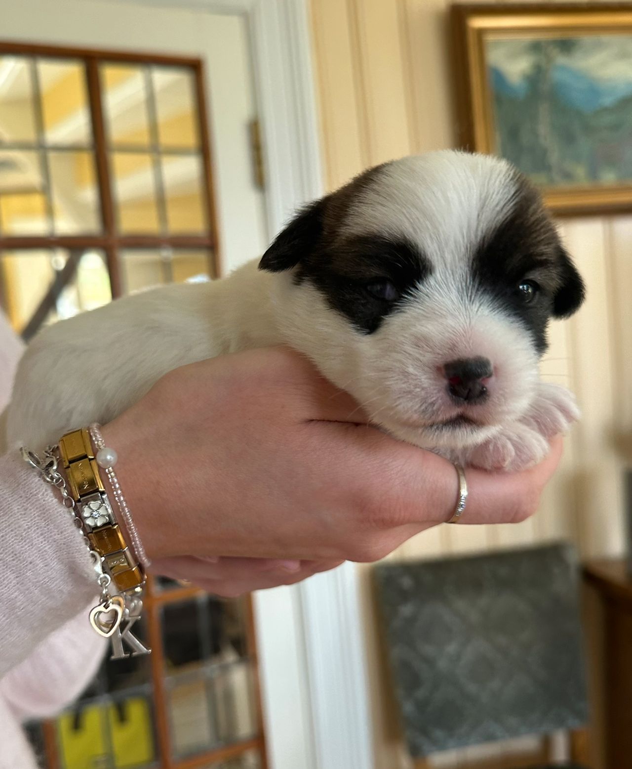 Jack russell terrier