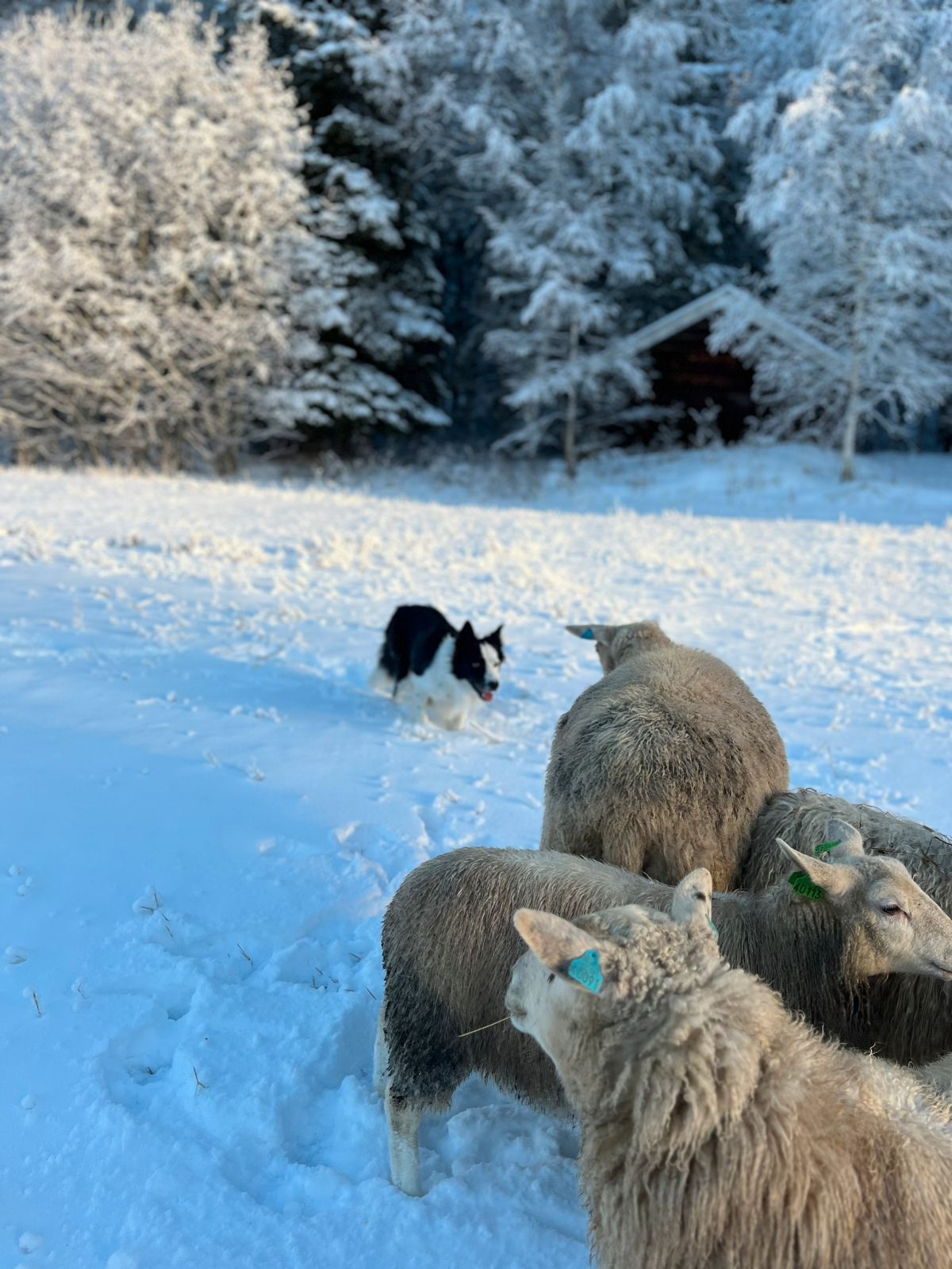 Border collie