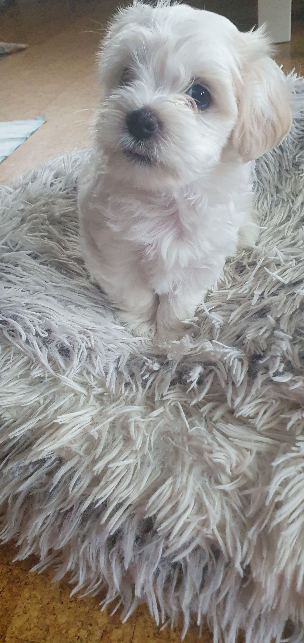 Bichon havanais