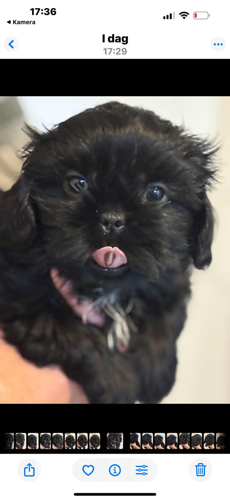 Shih tzu