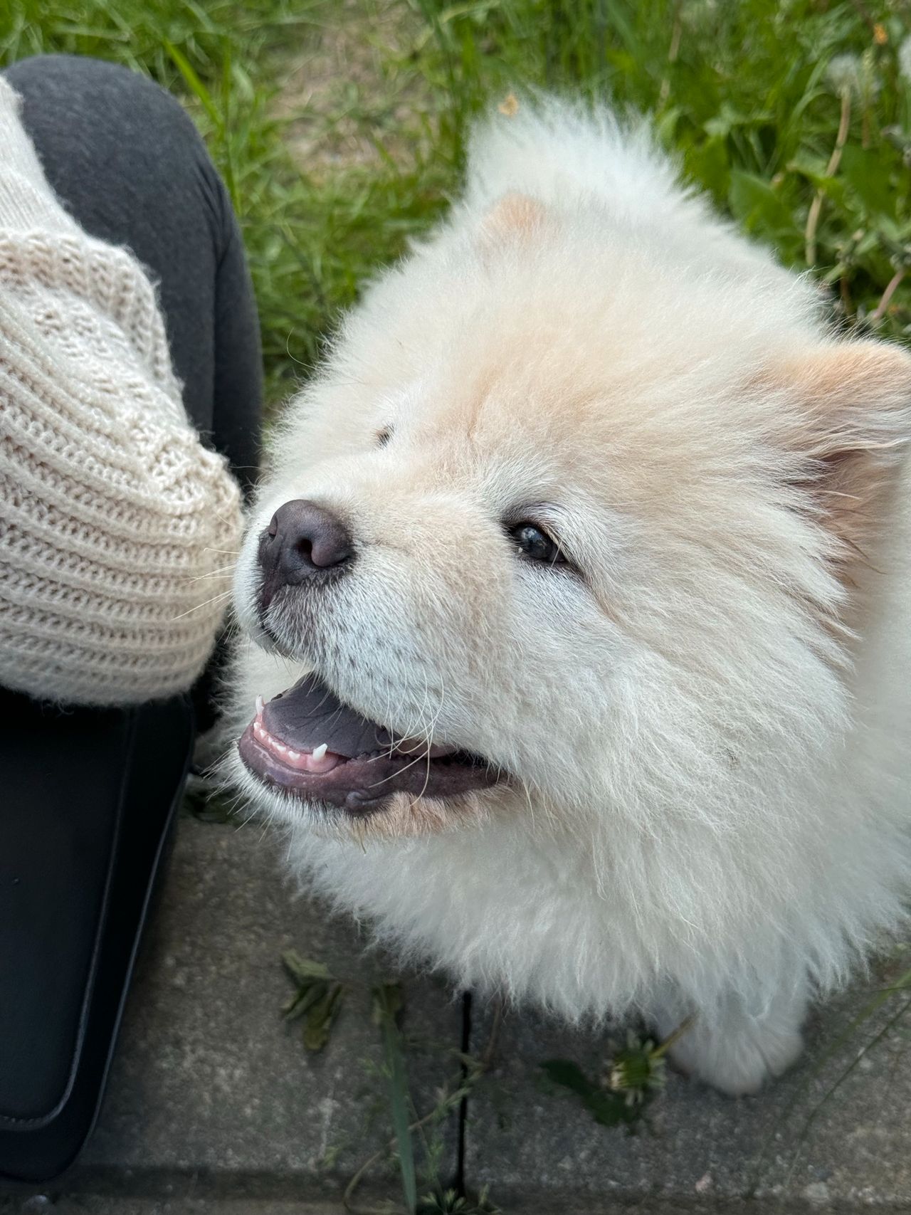 Chow chow