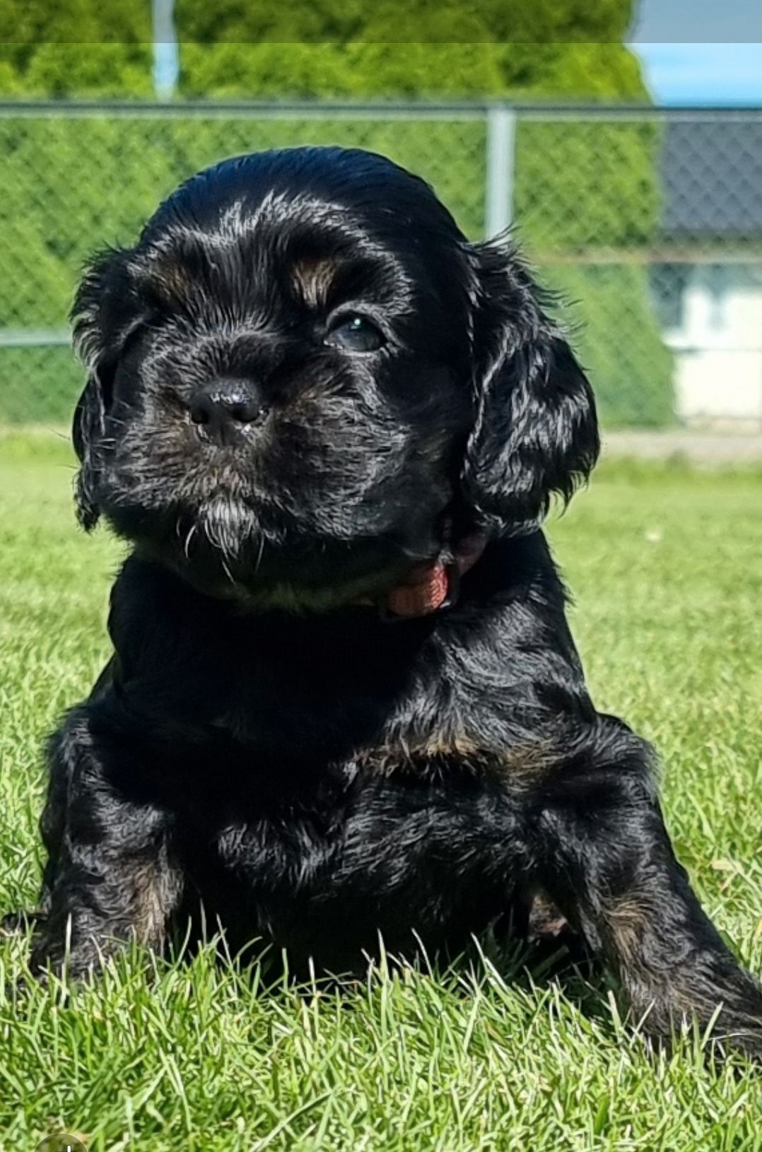Amerikansk cocker spaniel