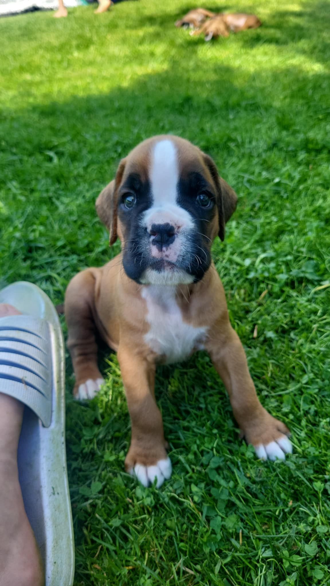 Boxer
