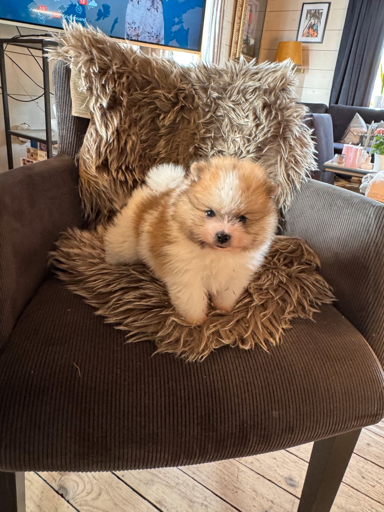 Pomeranian