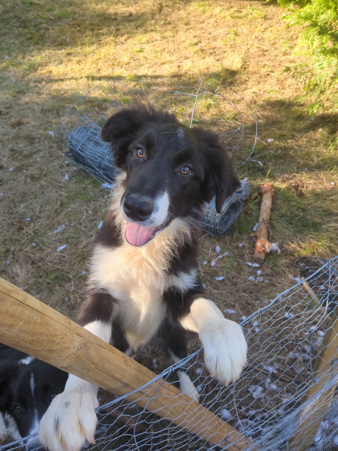 Border collie