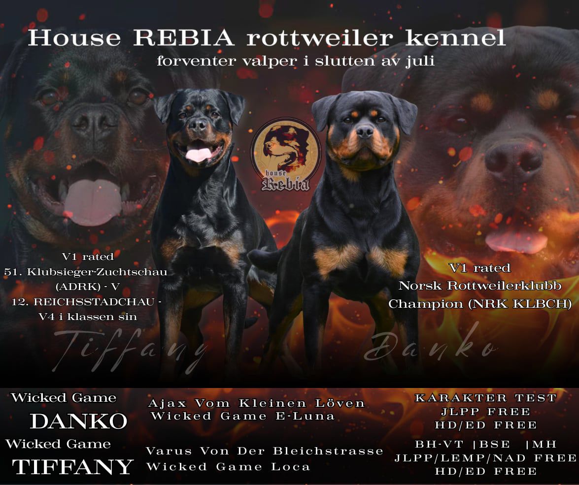 Rottweiler