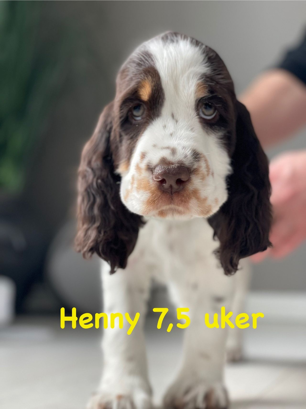 Engelsk springer spaniel