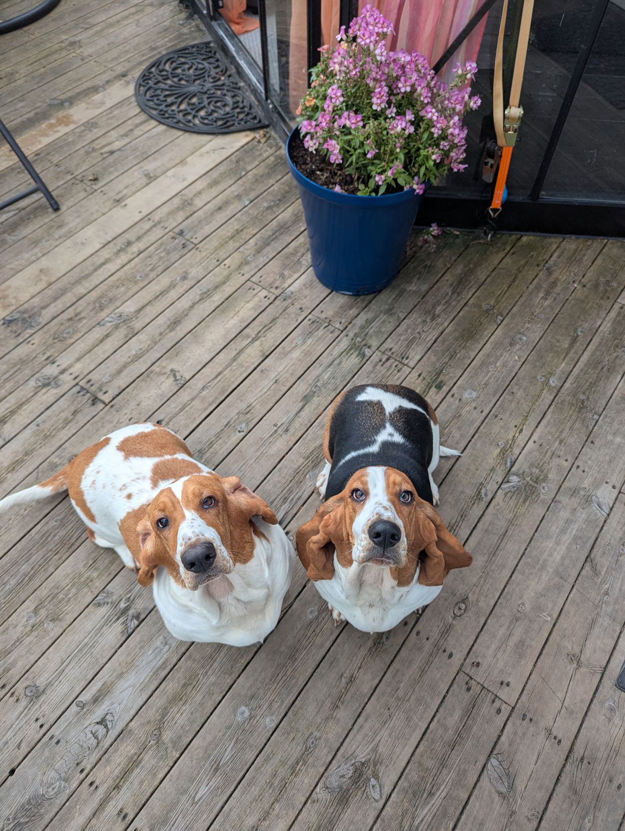 Basset hound