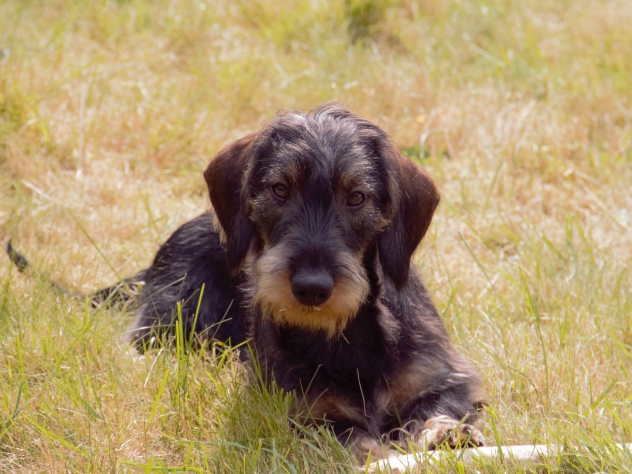 Dachshund strihåret