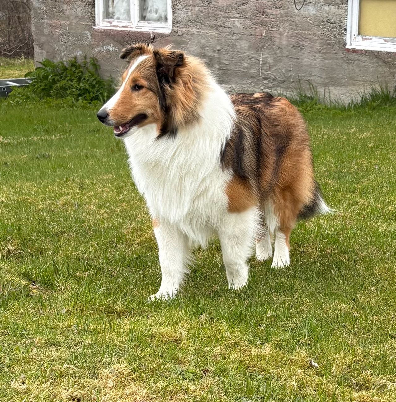 Shetland sheepdog