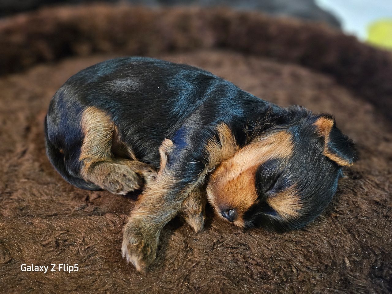 Yorkshire terrier
