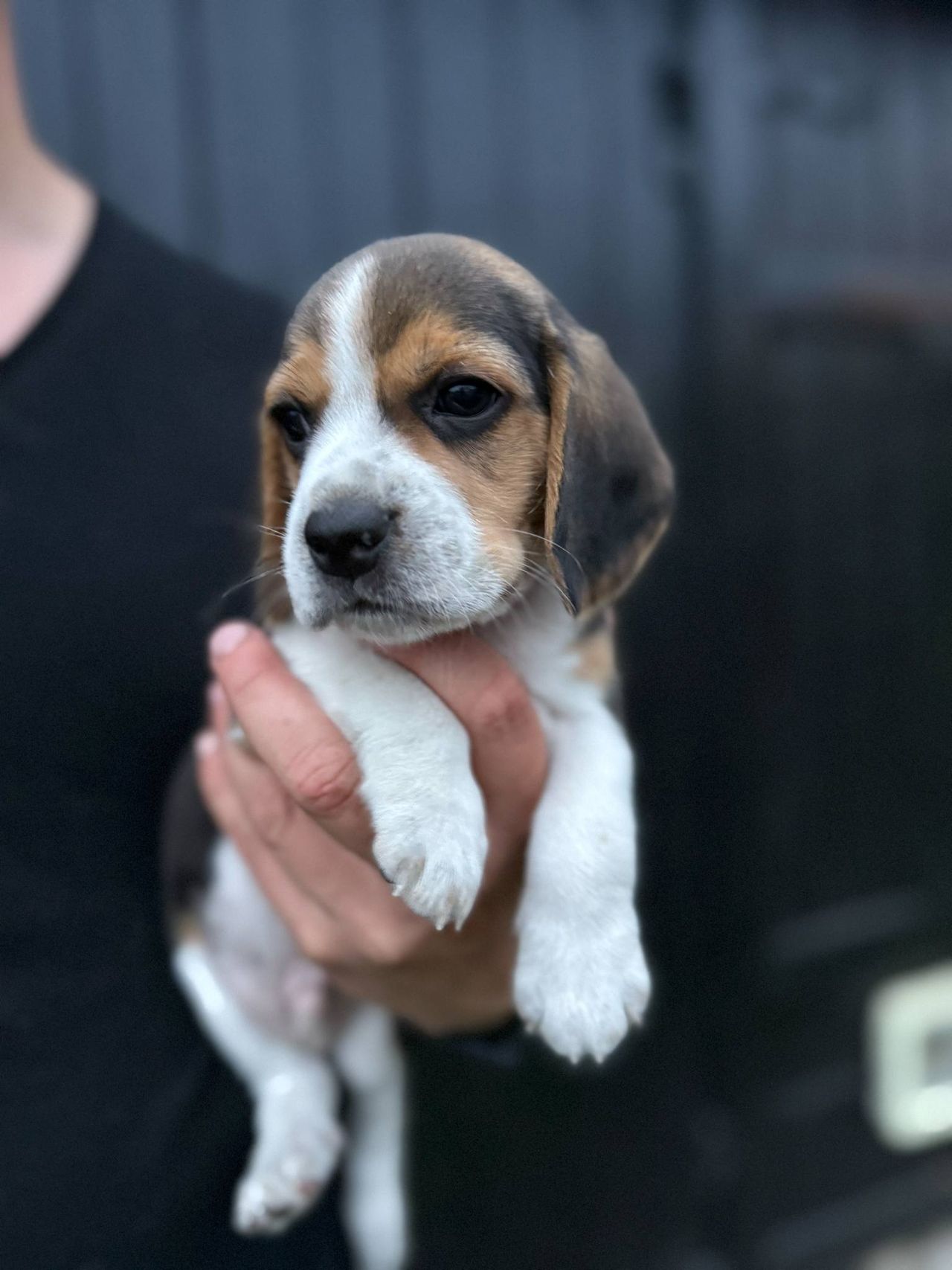 Beagle