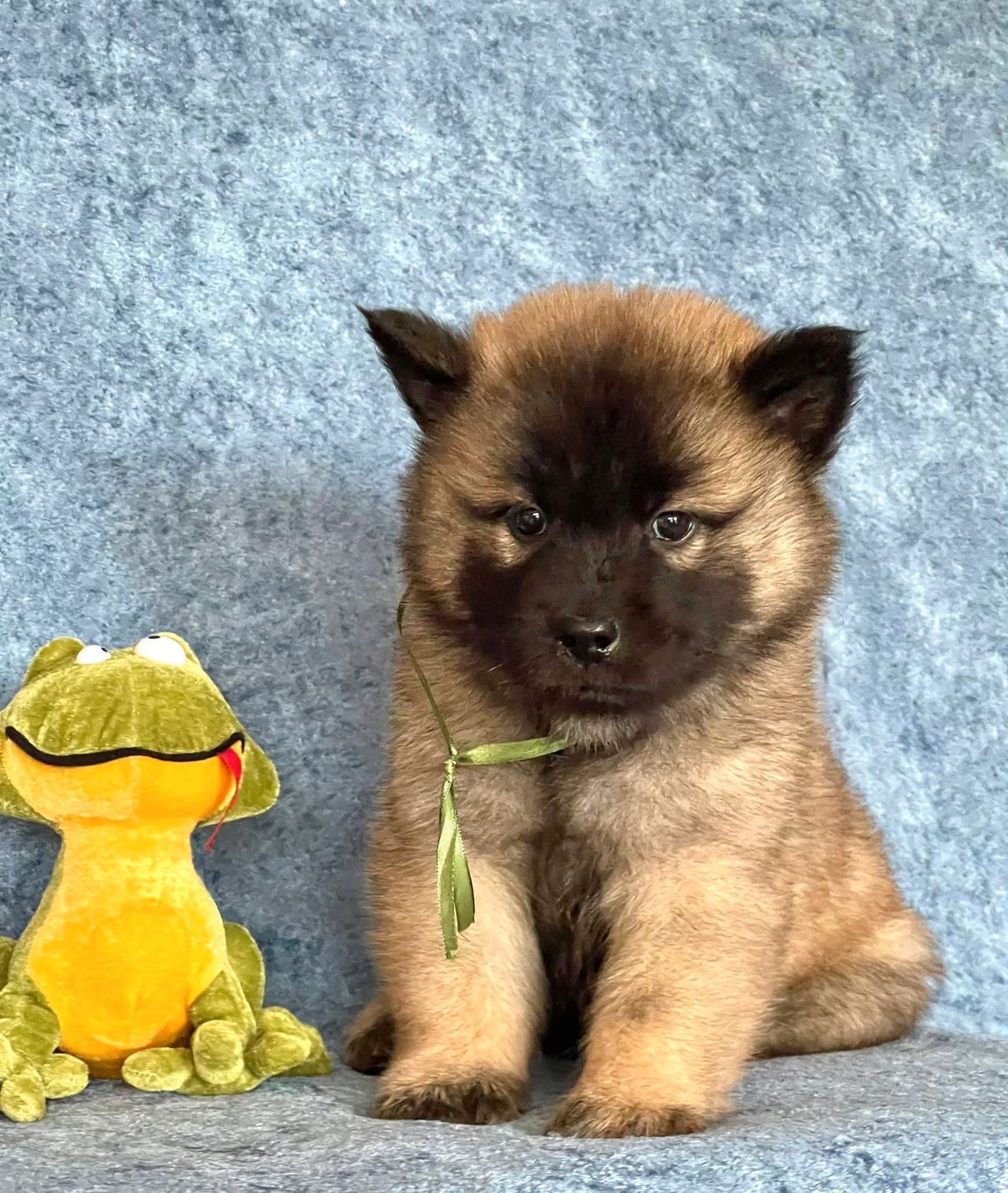 Eurasier