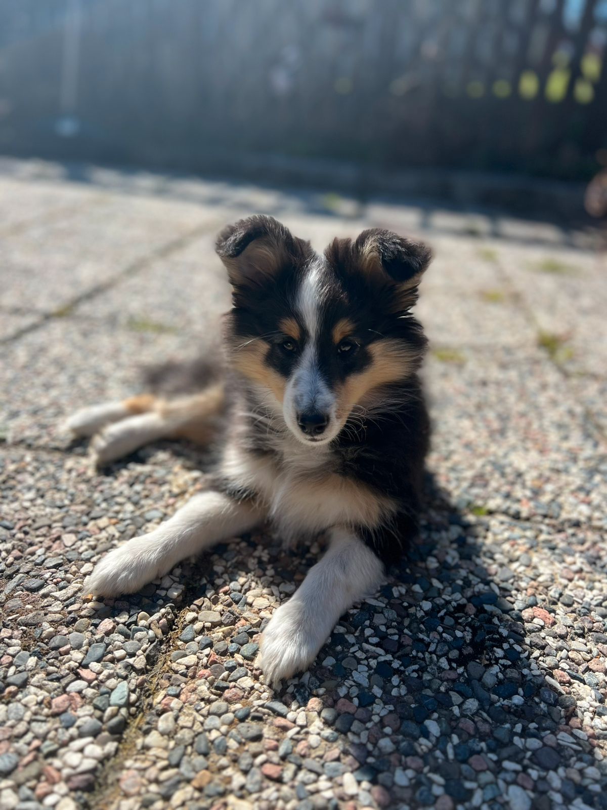 Shetland sheepdog