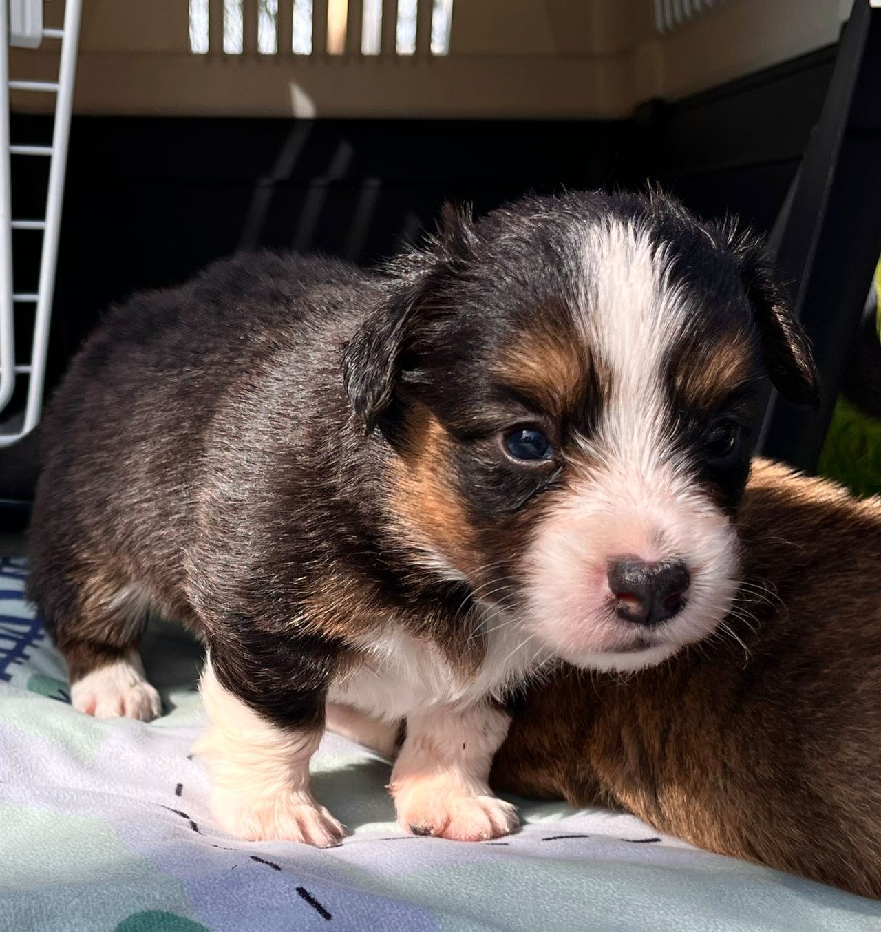 Welsh corgi cardigan