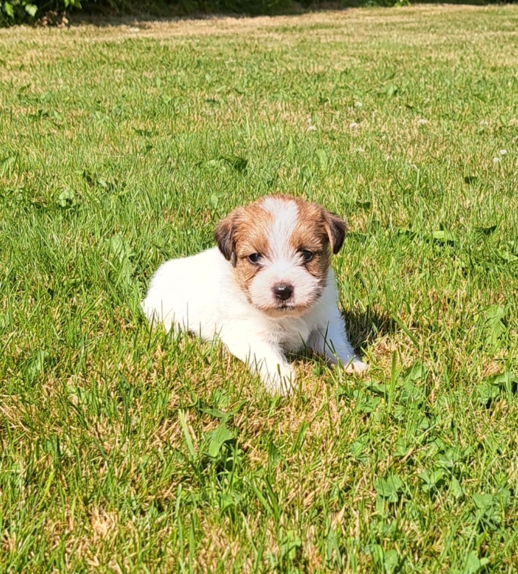 Jack russell terrier