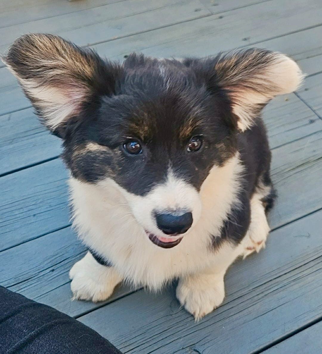 Welsh corgi cardigan