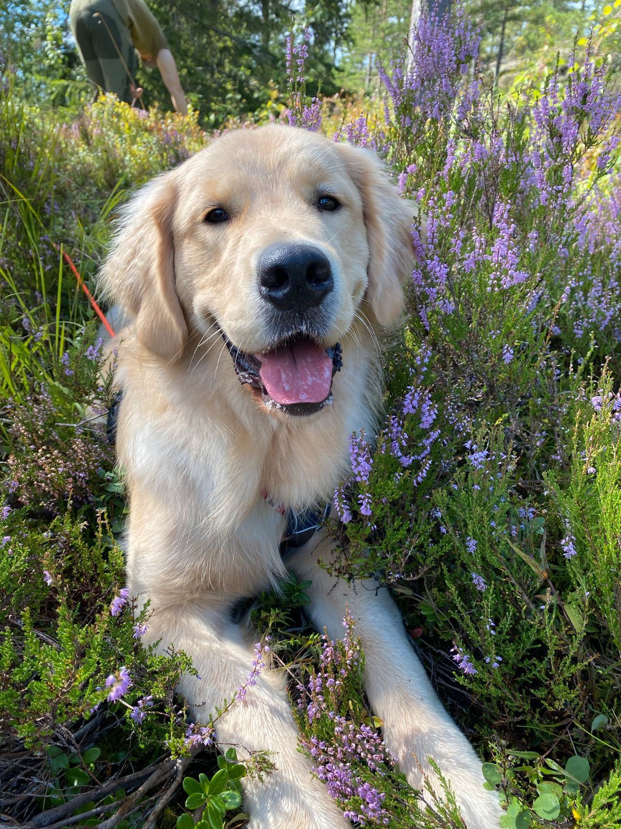Golden retriever