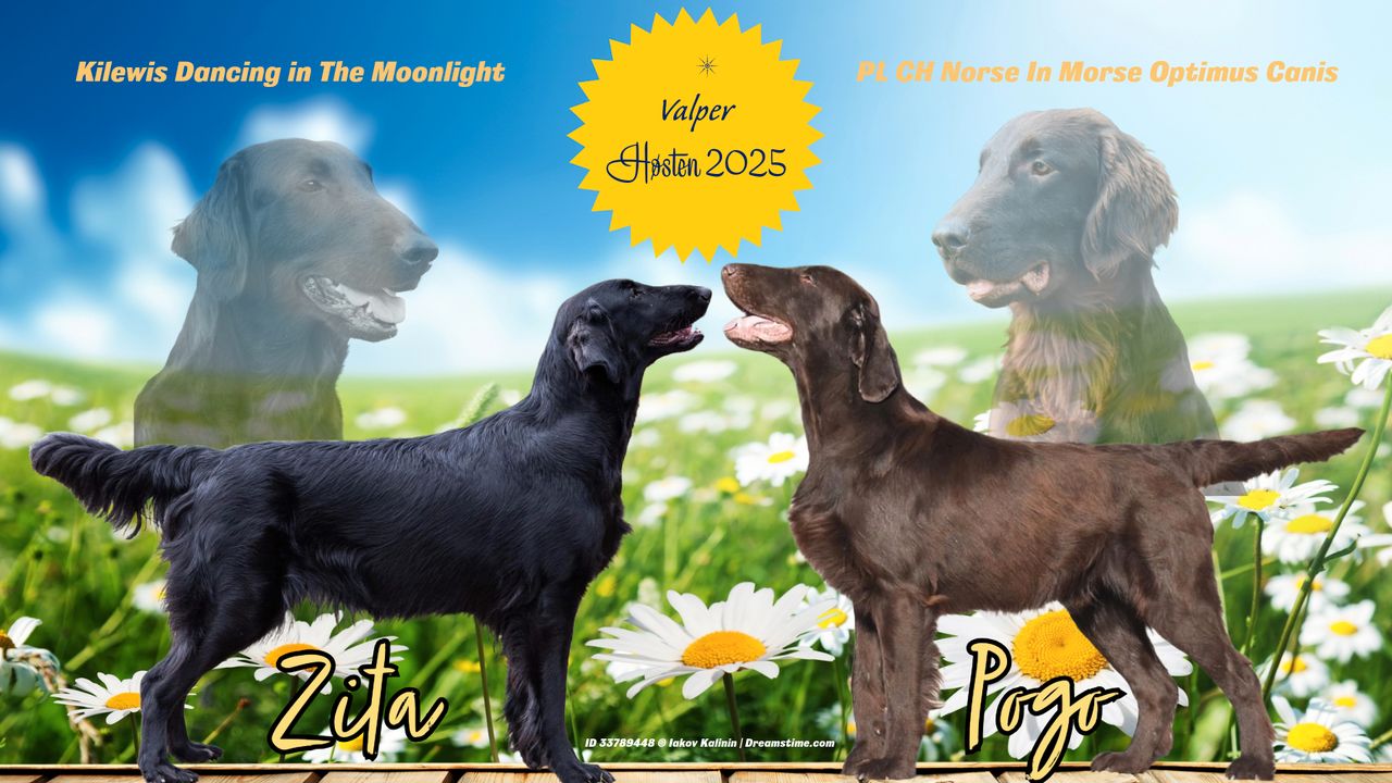 Flat coated retriever