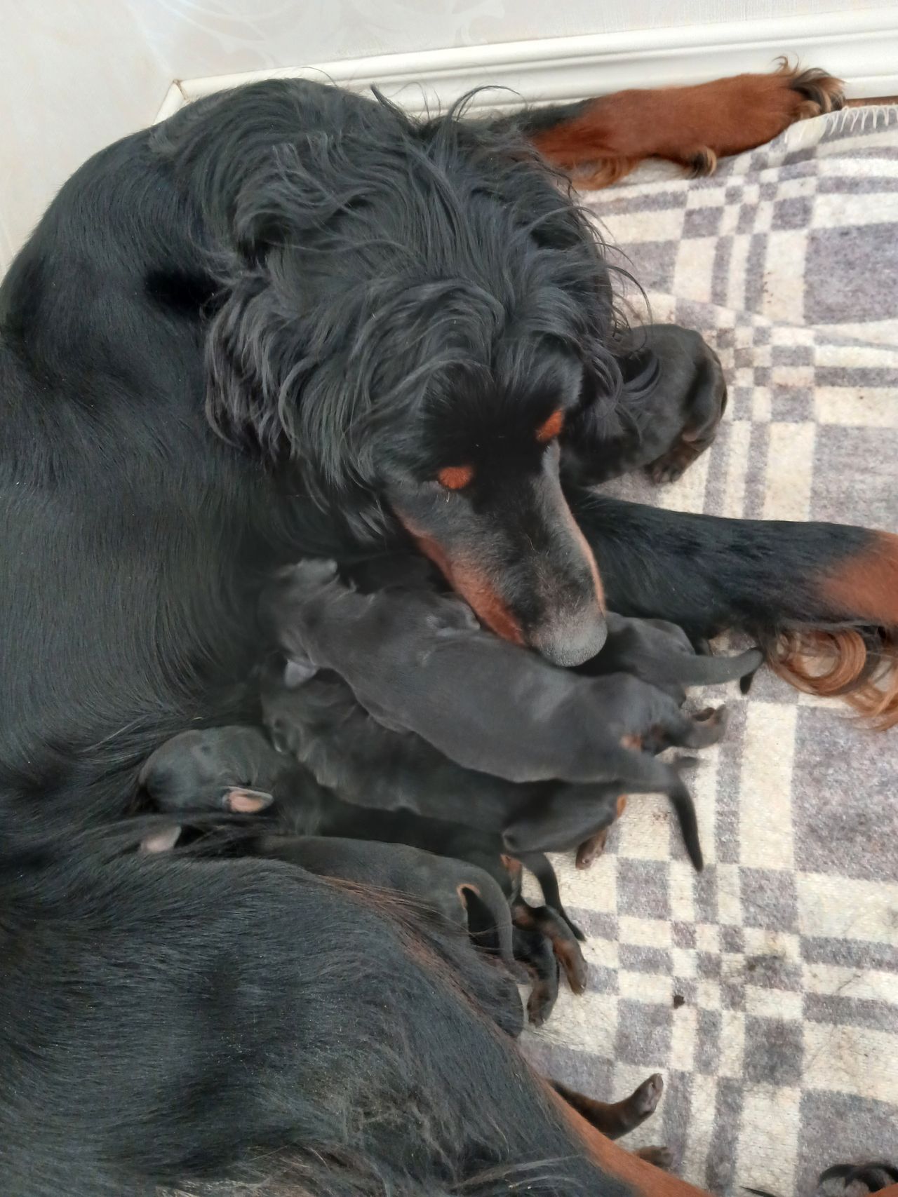 Gordon setter