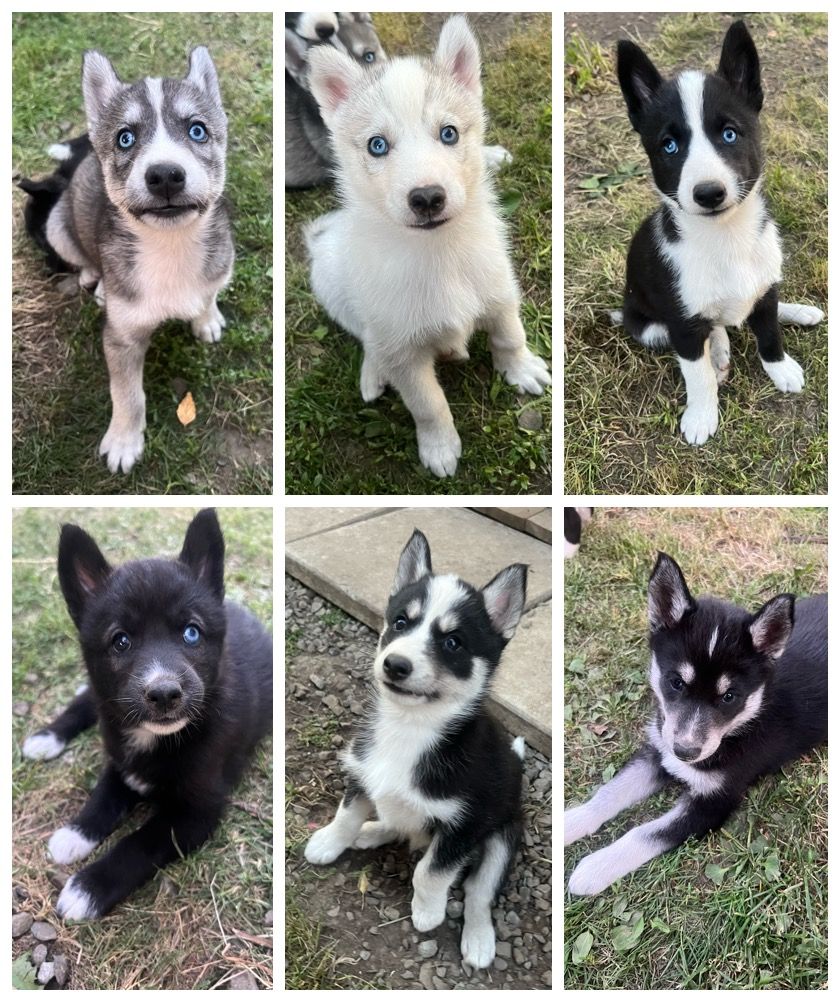Siberian husky