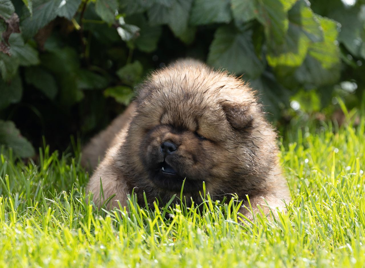 Chow chow