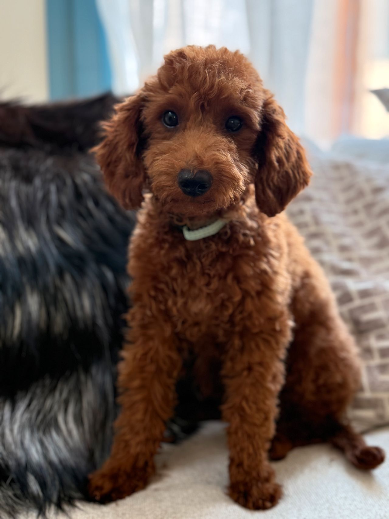 Toy puddel
