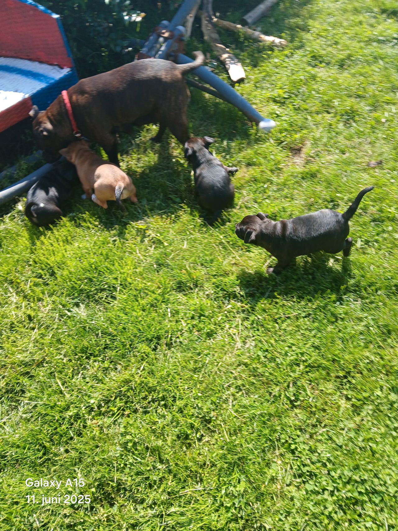 Staffordshire bull terrier