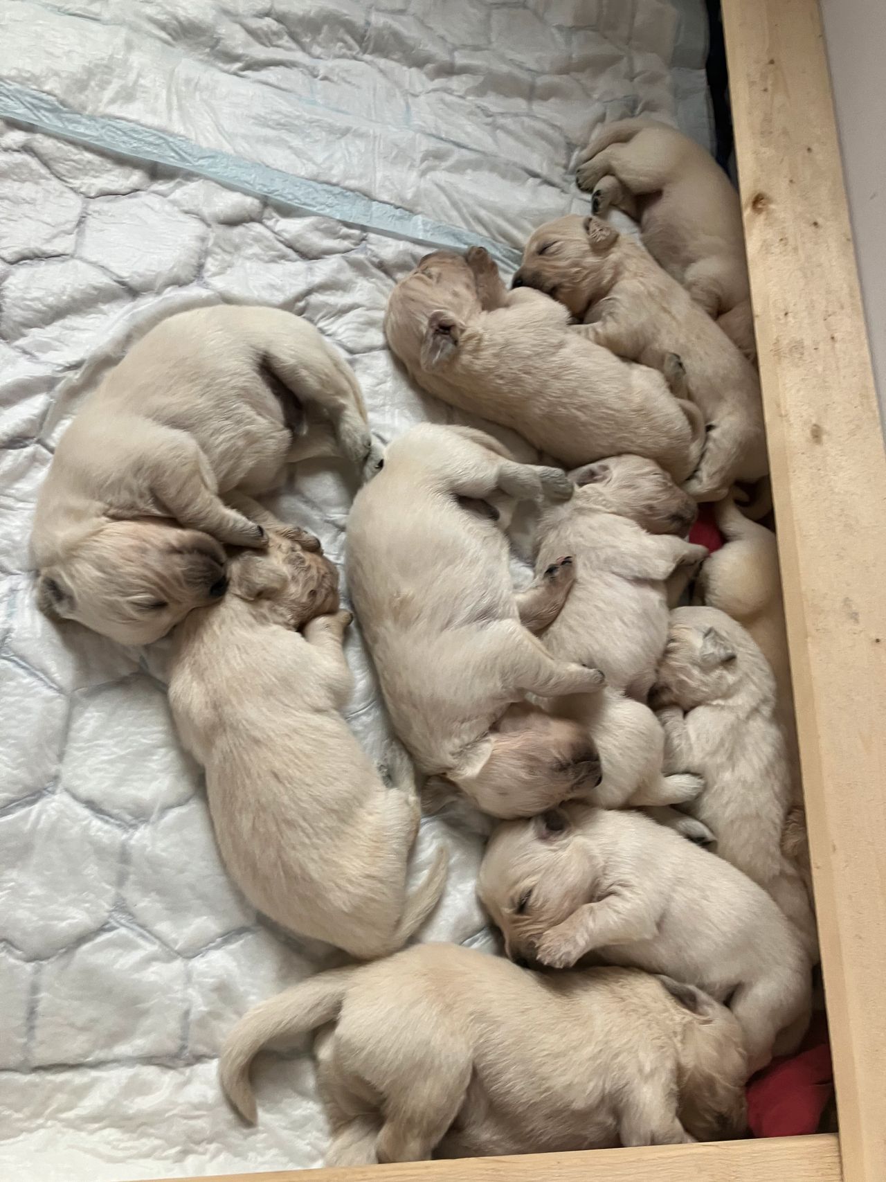 Golden retriever