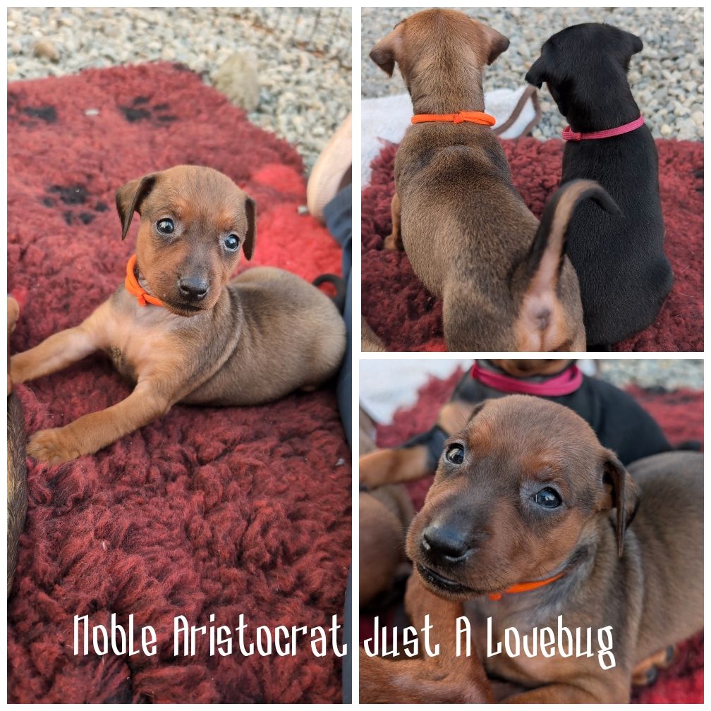 Dvergpinscher