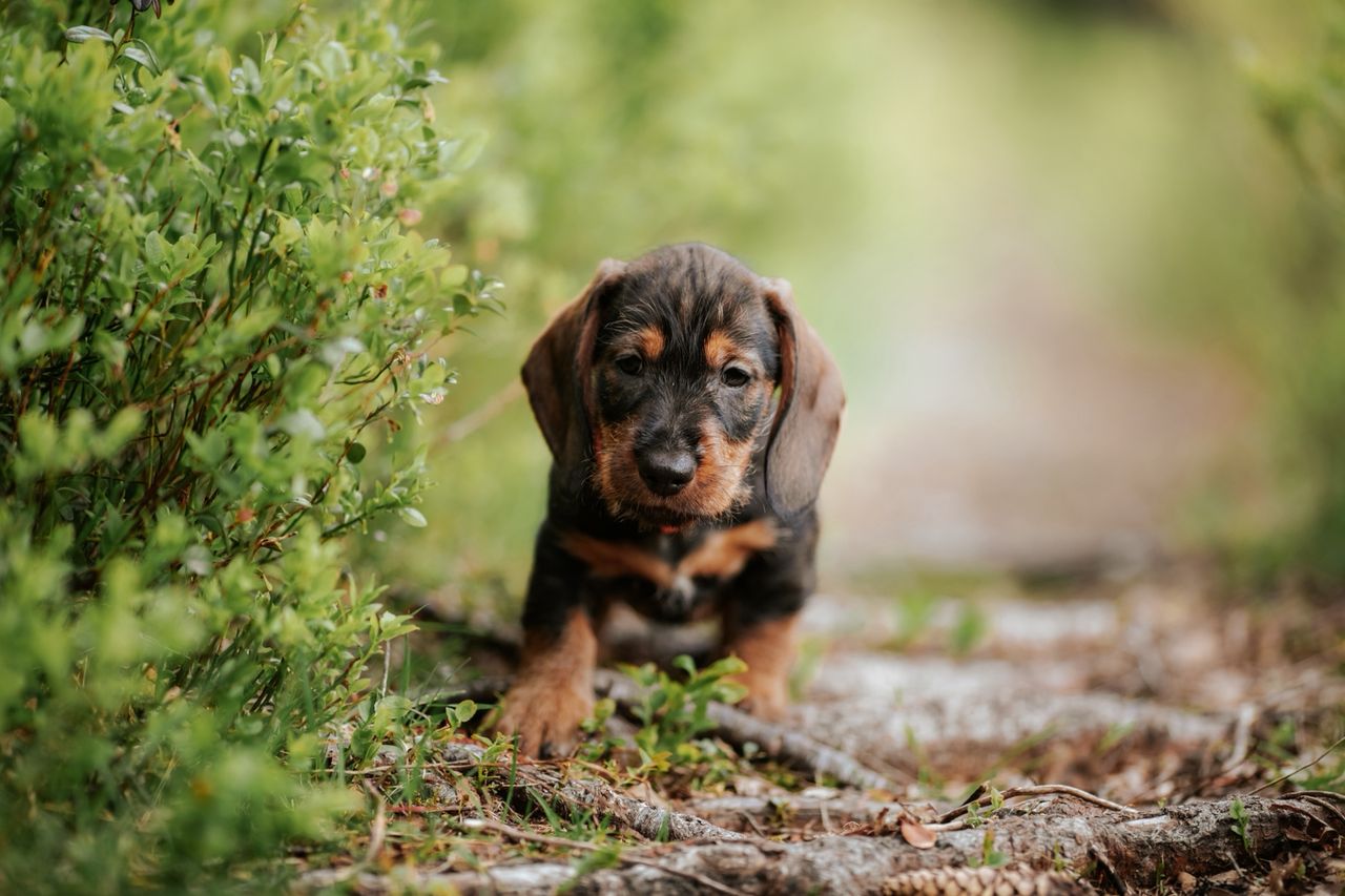 Dachshund strihåret