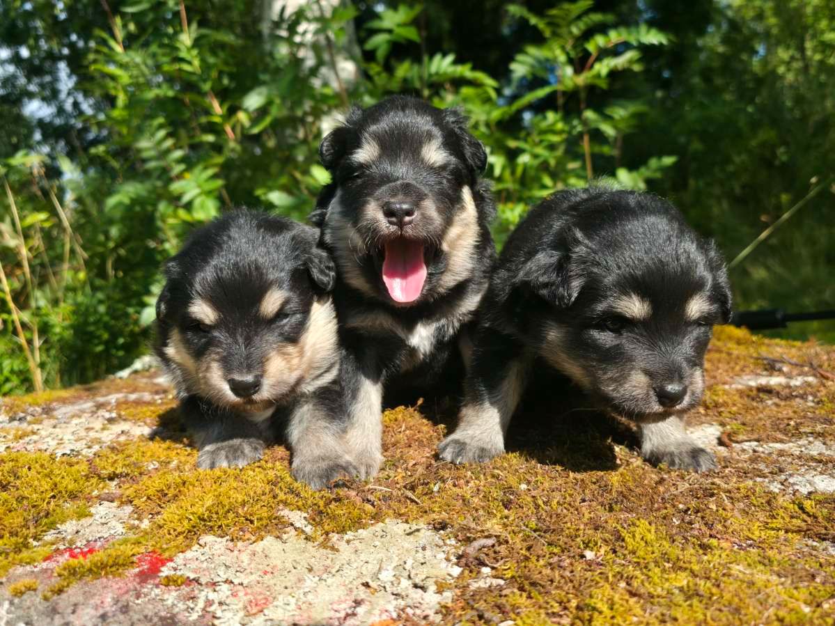 Finsk lapphund