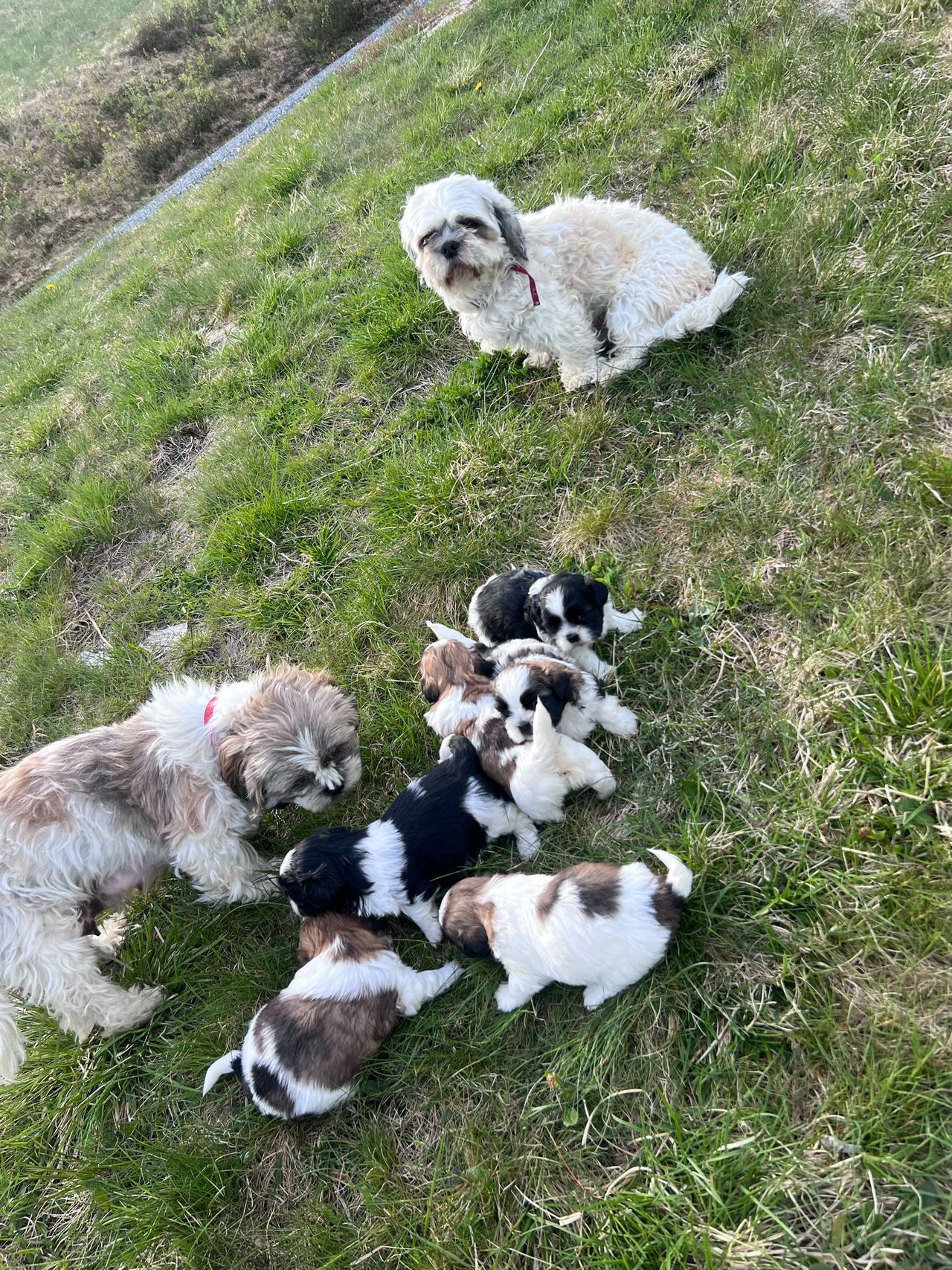 Shih tzu