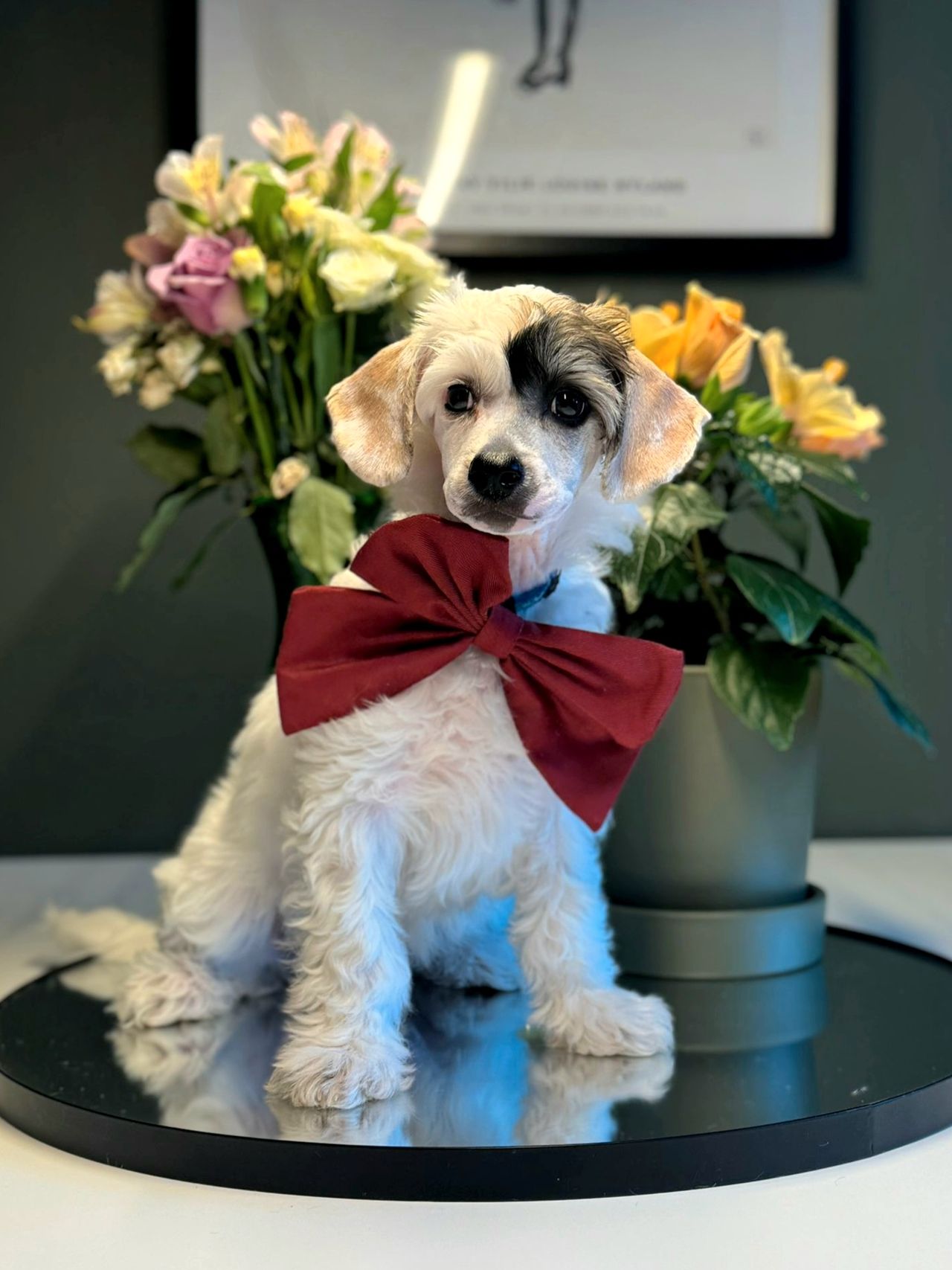 Chinese crested powderpuff