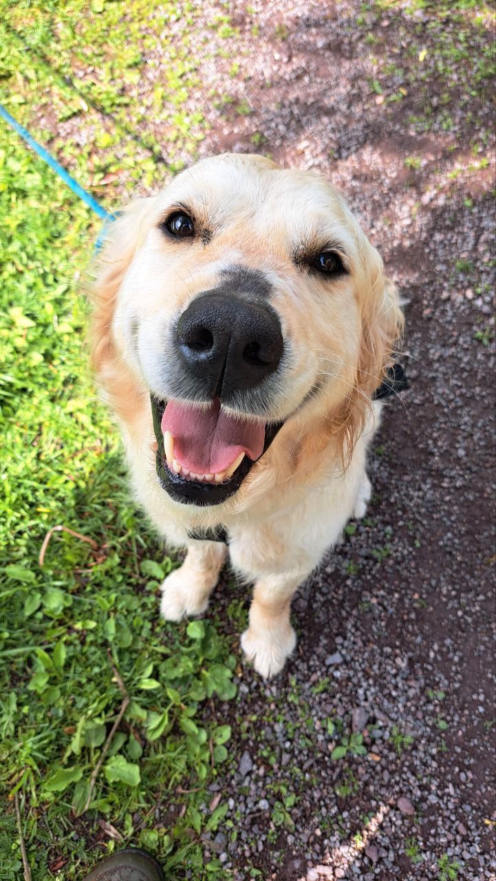Golden retriever