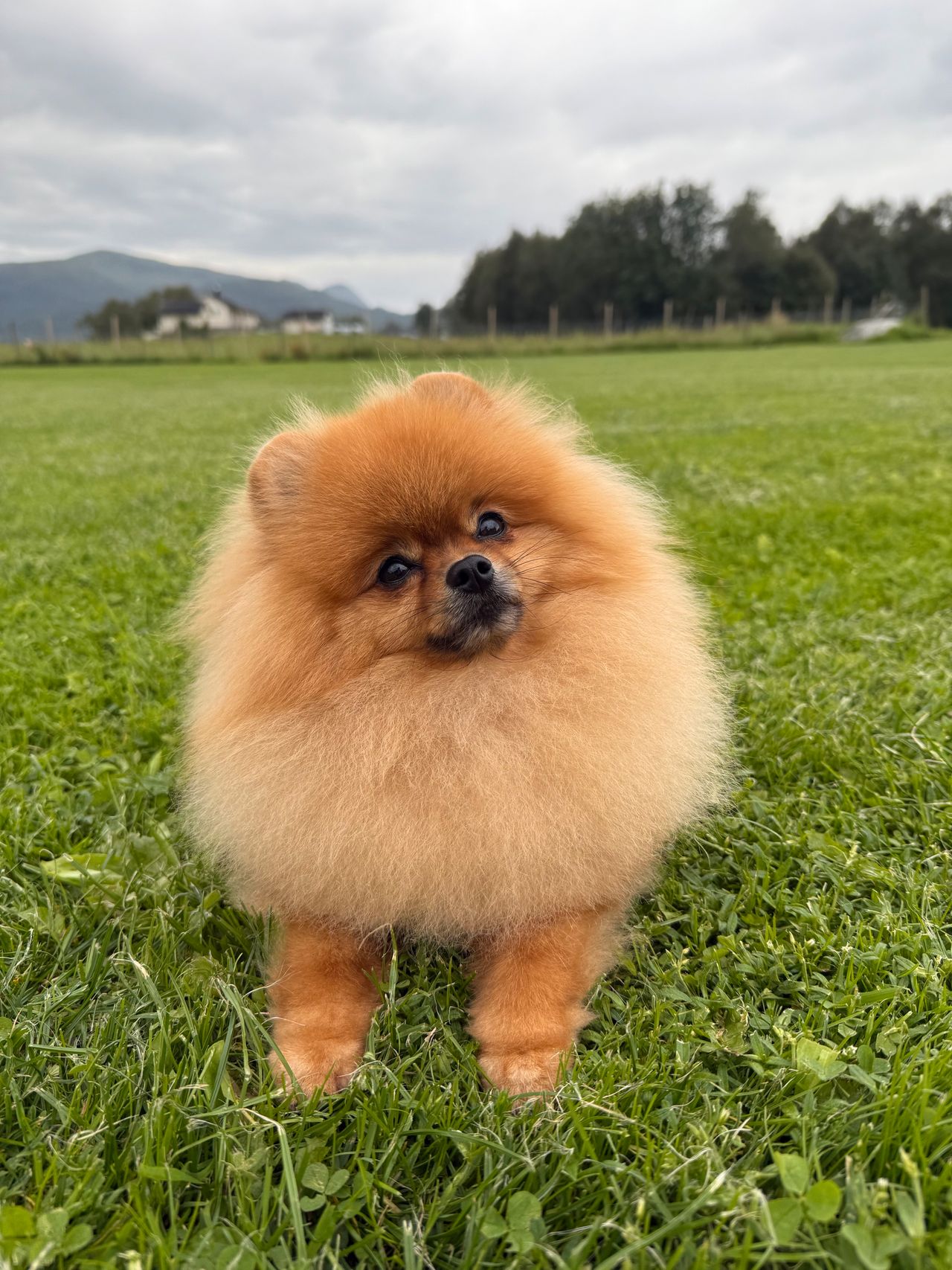 Pomeranian