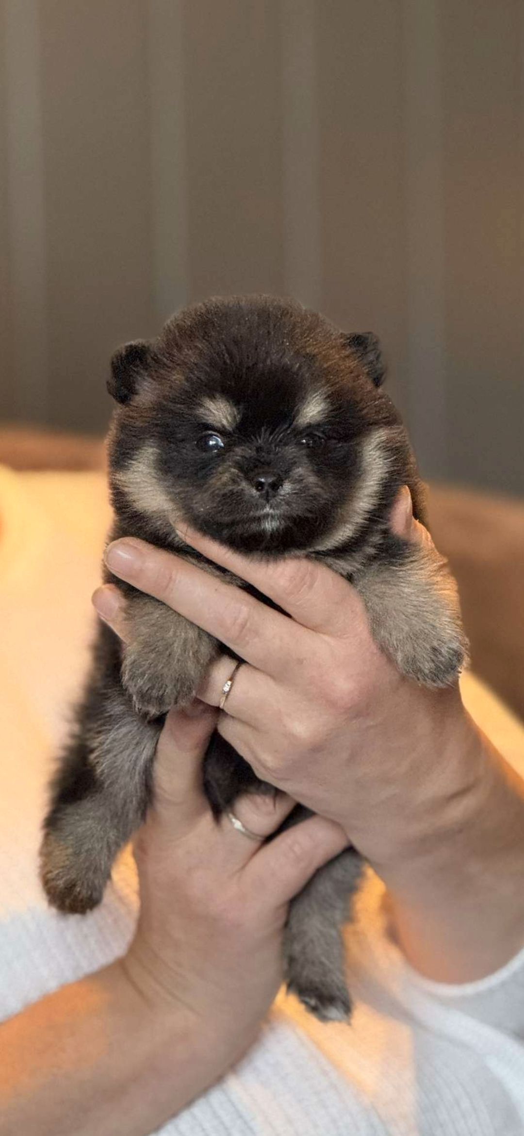 Pomeranian