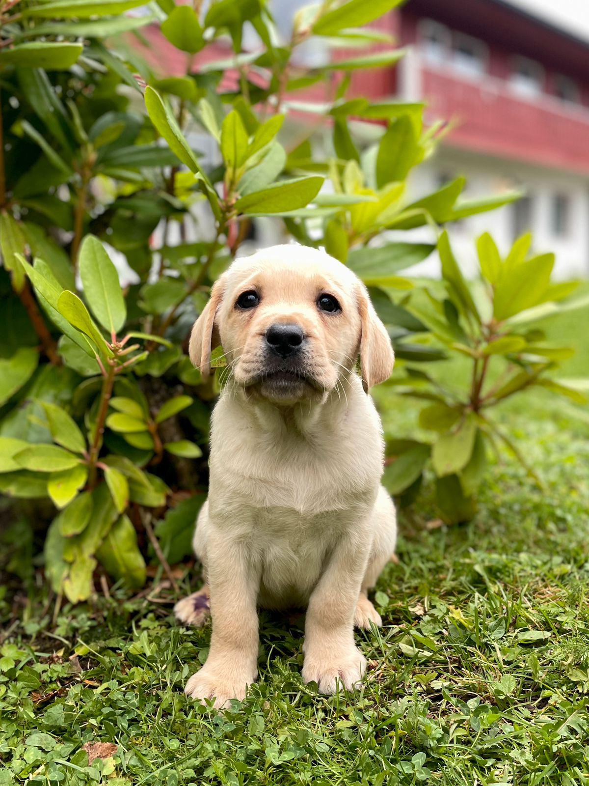 Labrador retriever