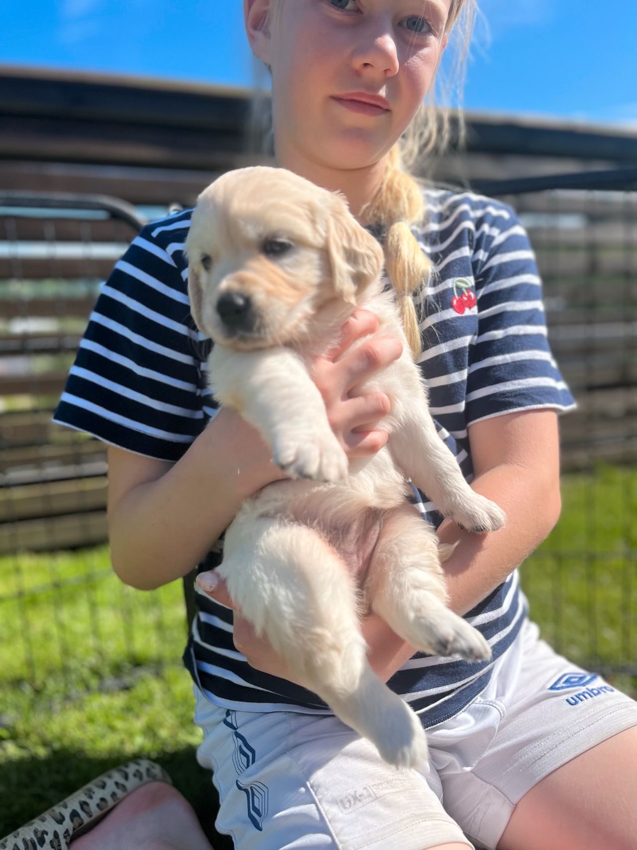Golden retriever