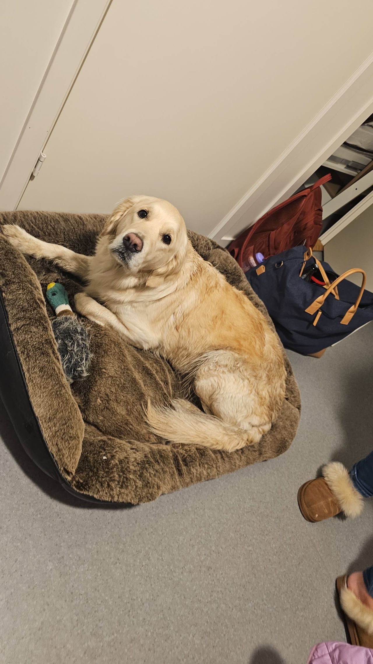 Golden retriever
