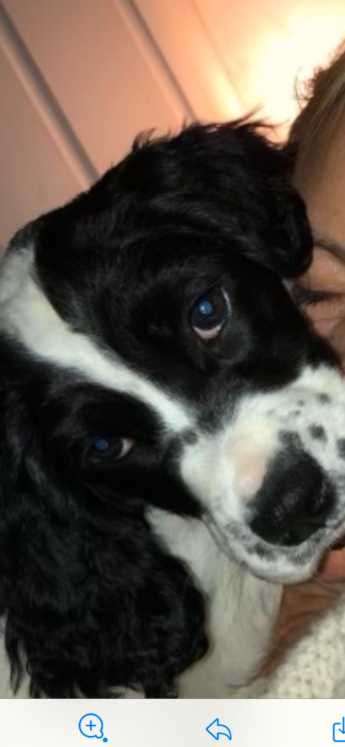 Engelsk setter